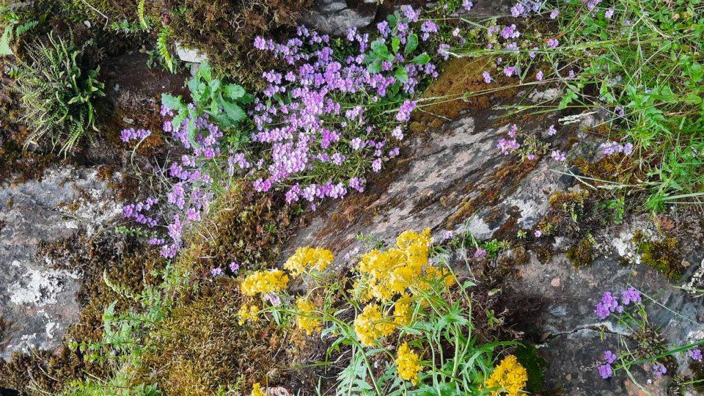 Conseils en Fleurs de Bach à Lauzerte