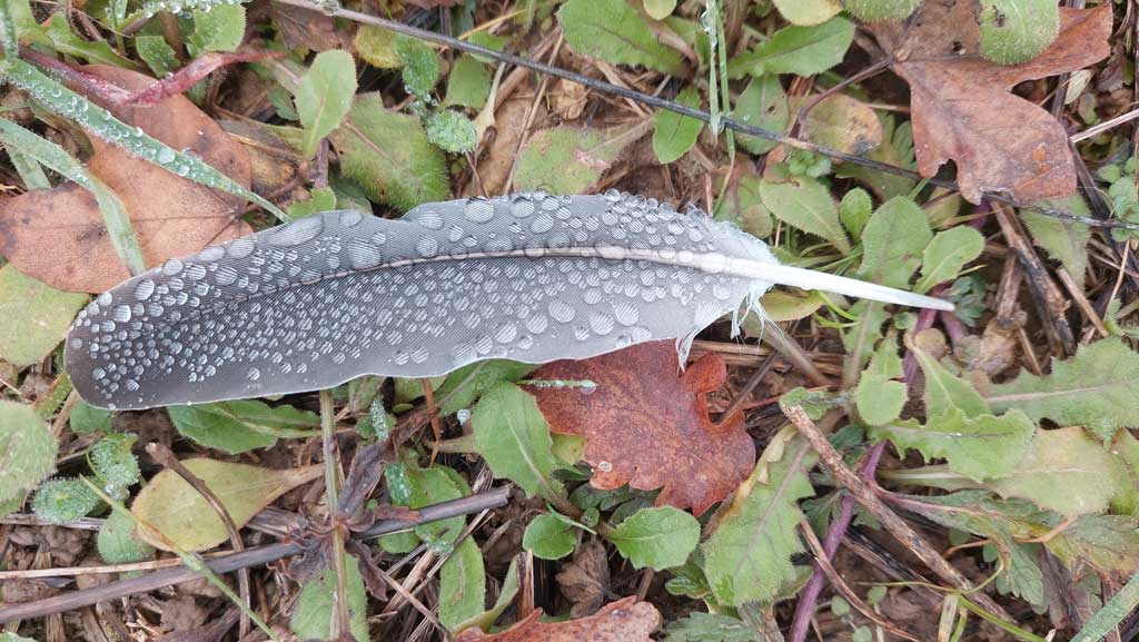 Accompagnement deuil Montauban